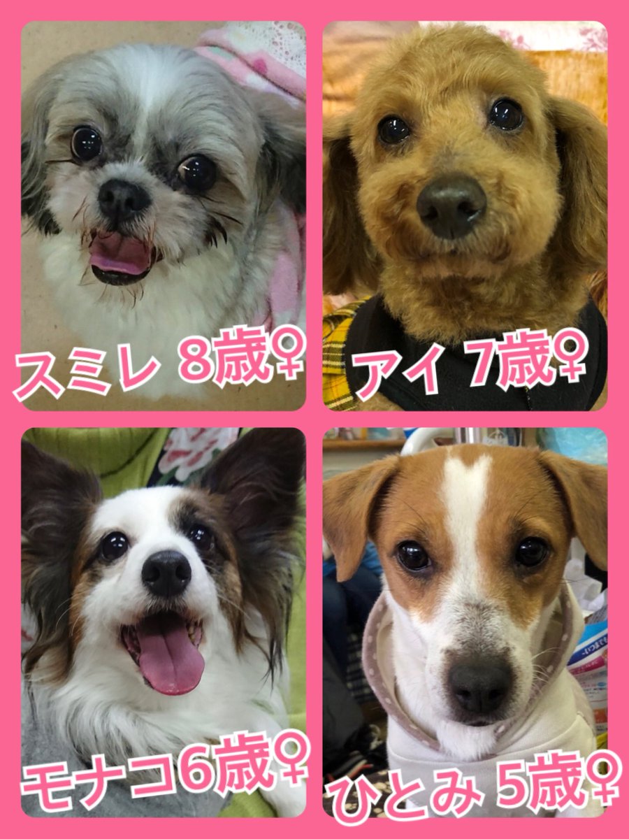 🐾今日の里親様募集中ワンコ🐶メンバーです🐾2019,3,17